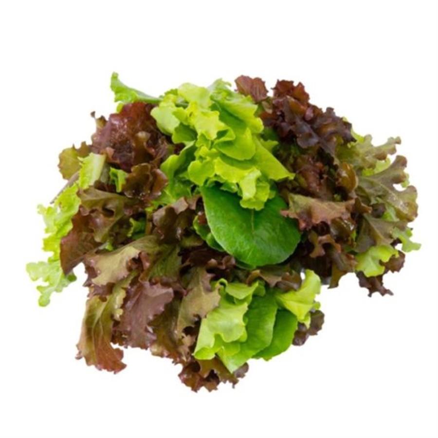 Lechuga Mix Americano Hidroponico x Paquete