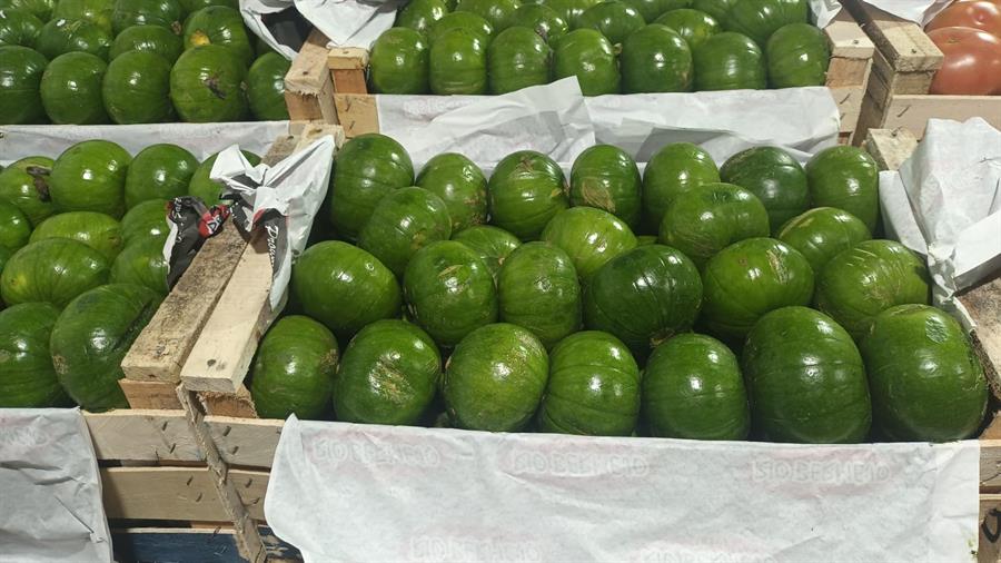 Zapallito Mayorista x 13 kg - $1072 Por Kilo Aprox