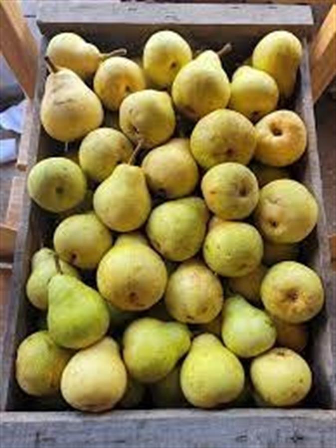 Pera Giffard 18 kg .  $2270 Por Kilo Aprox