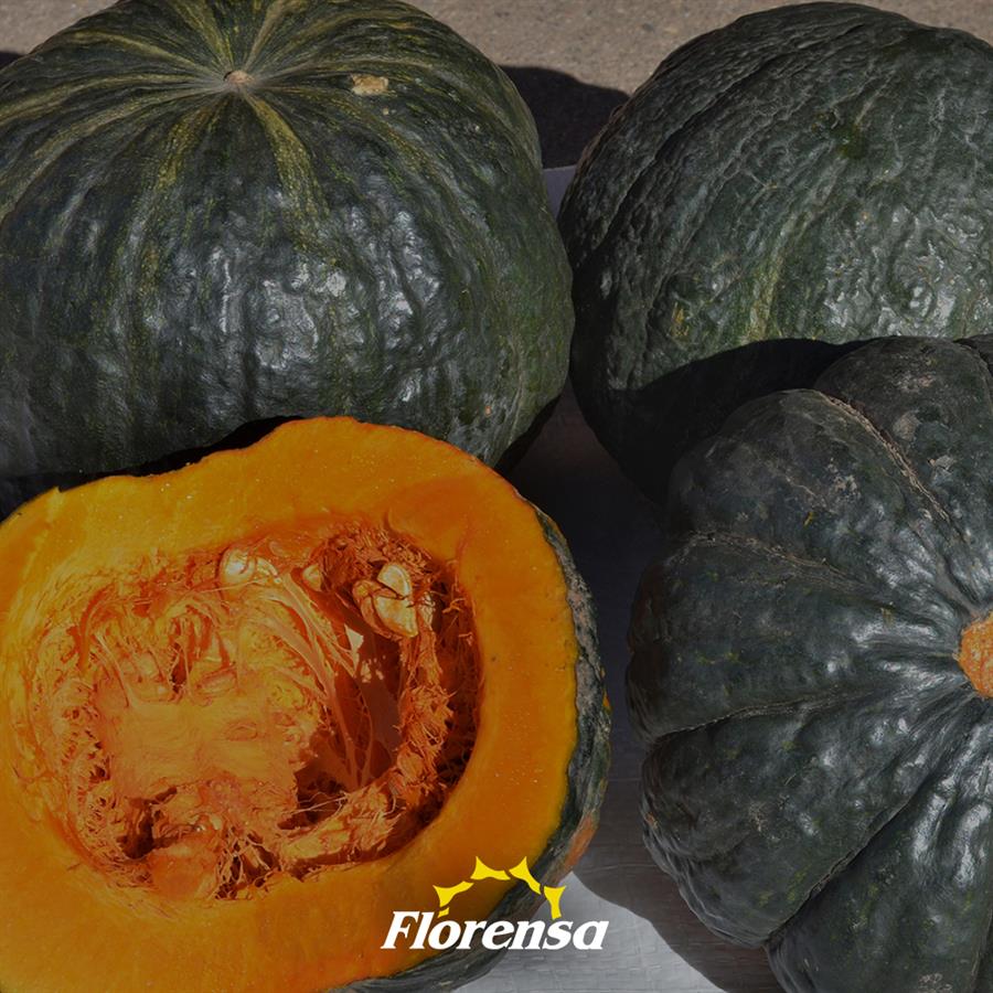 Zapallo Brasilero x unidad