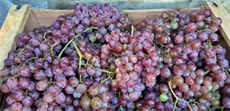 Uva Roja 14 kg  $2500 Por Kilo Aprox