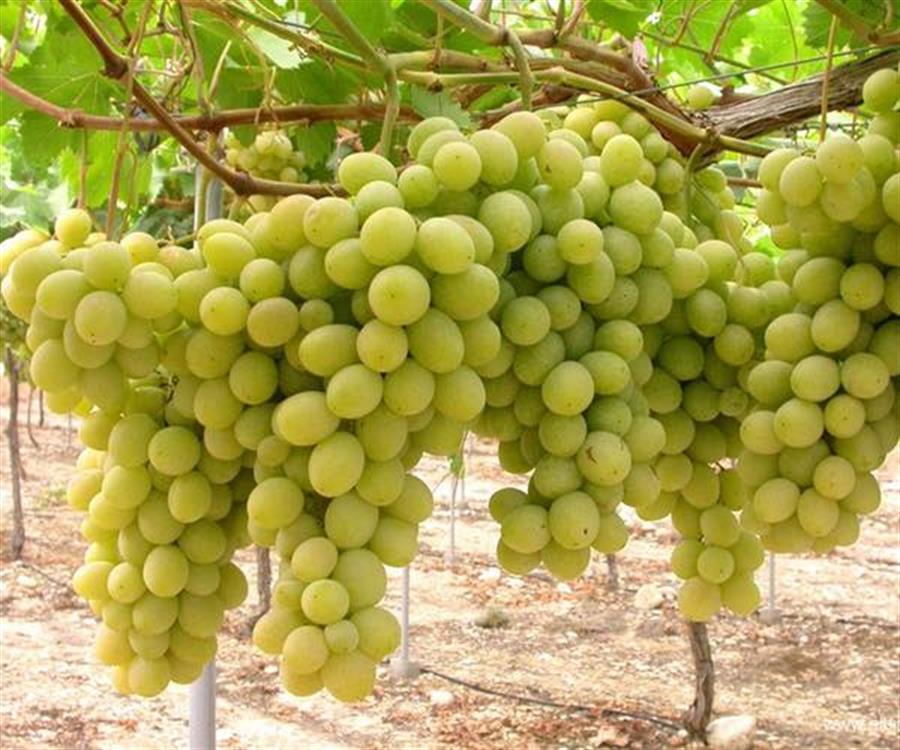 Uva Blanca Superior x 500 gr