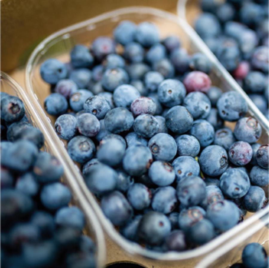Arandanos Bandeja x 125 gr