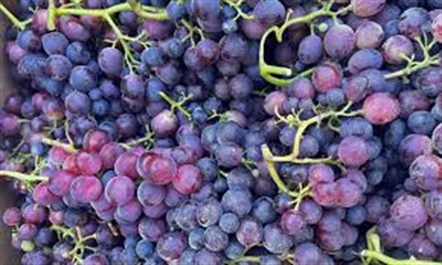 Uva Roja Cardinal x 500 gr