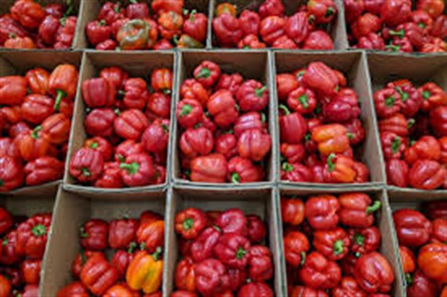 Pimiento Rojo x 8 kg $3250 Por Kilo Aprox