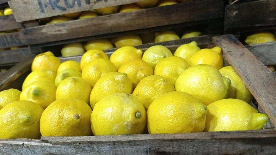 Limon Mediano 15 kg..- $2666 Por Kilo Aprox