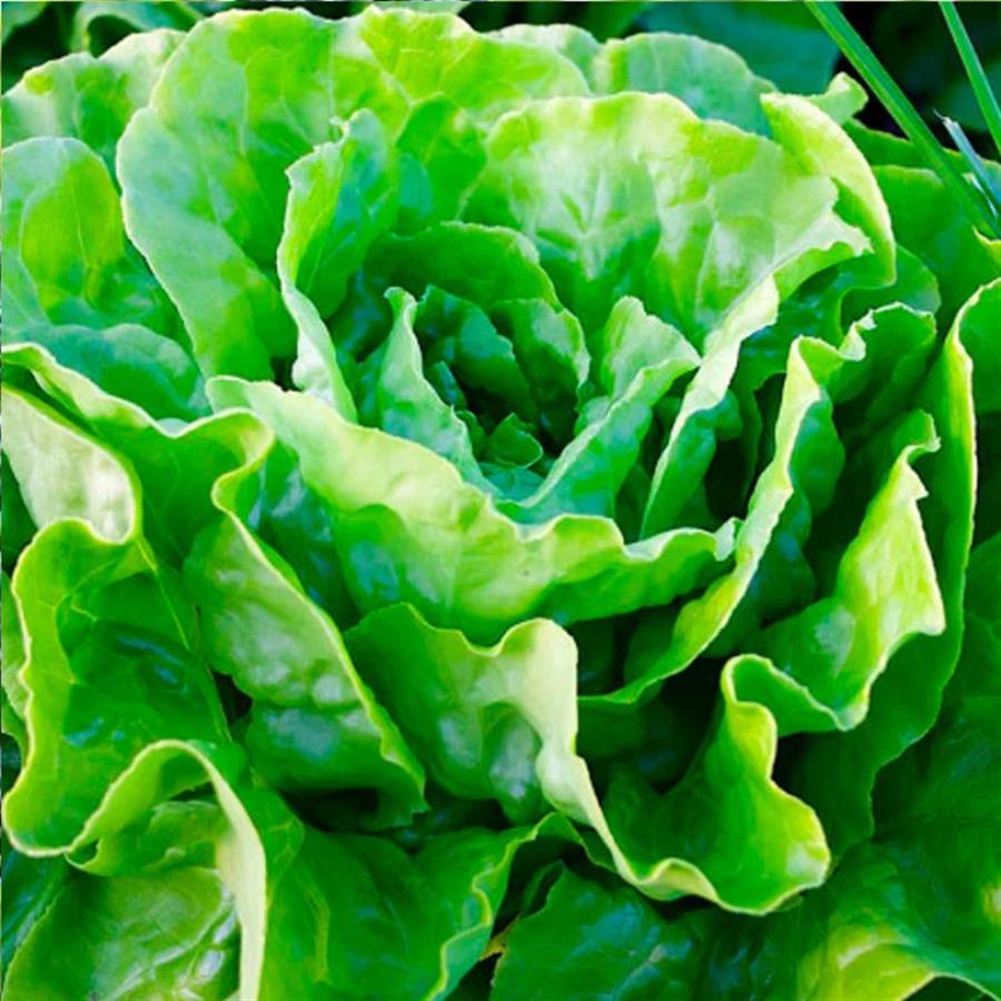 Lechuga Manteca x Kilo