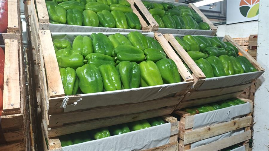 Pimiento Verde  8 kg..- $2.500 Por Kilo Aprox