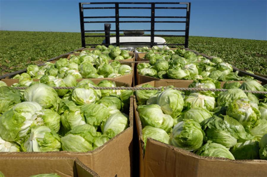 Lechuga Repollada  16 kg..- $1150 Por Kilo Aprox