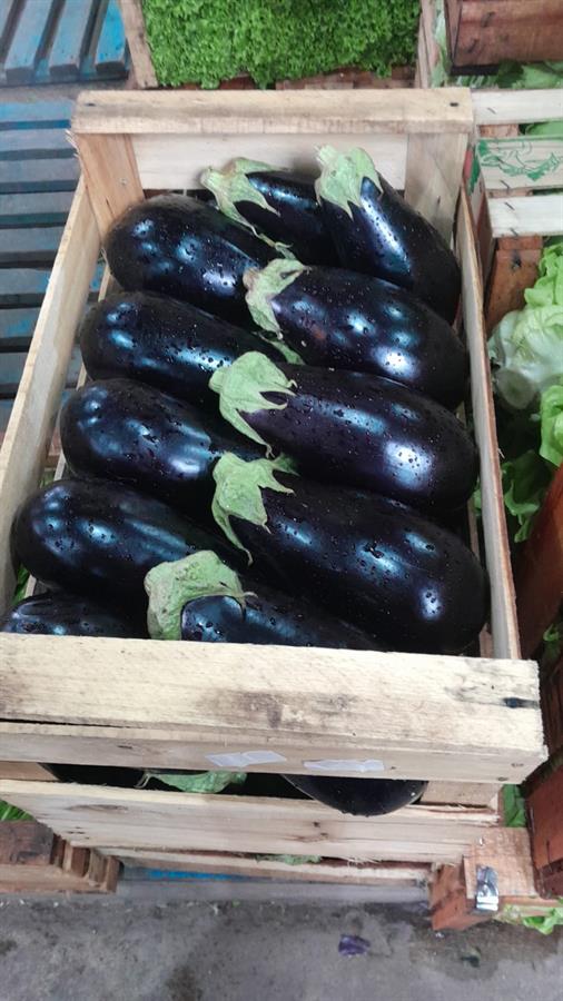 Berenjena Negra Caja x 10 kg $800 Por Kilo Aprox