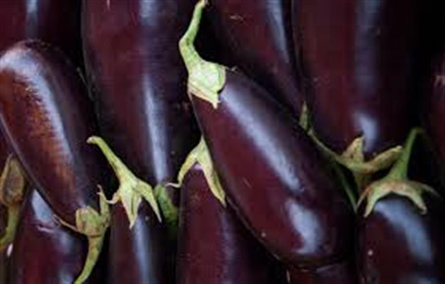 Berenjena Negra x kilo  top quality