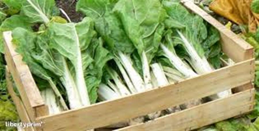 Acelga Mayorista  6 Uni ..- $1000 Por Unidada Aprox