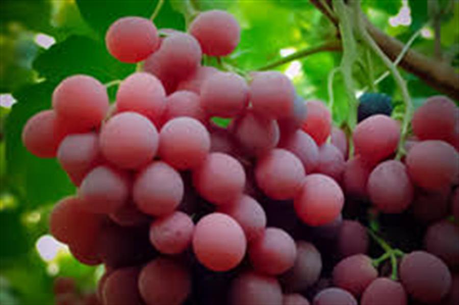 Uva Red Globe x8kg $28000