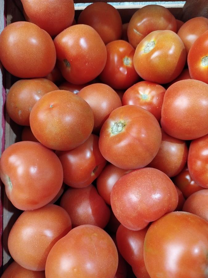 Tomate Redondo Larga Vida x Kilo