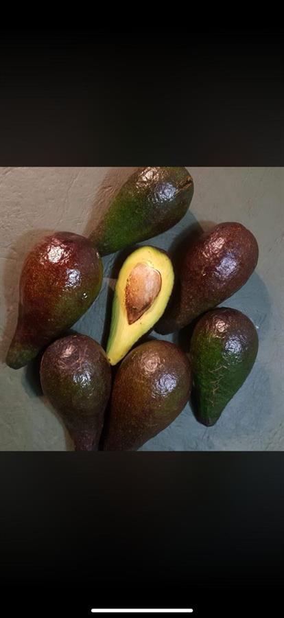PALTA COMUN ARG. $5.500 X KG