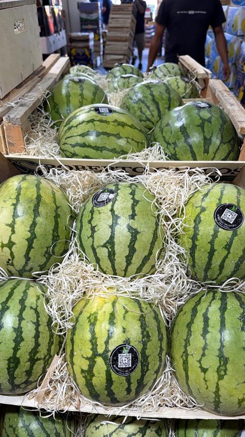 Sandia Baby x unidad