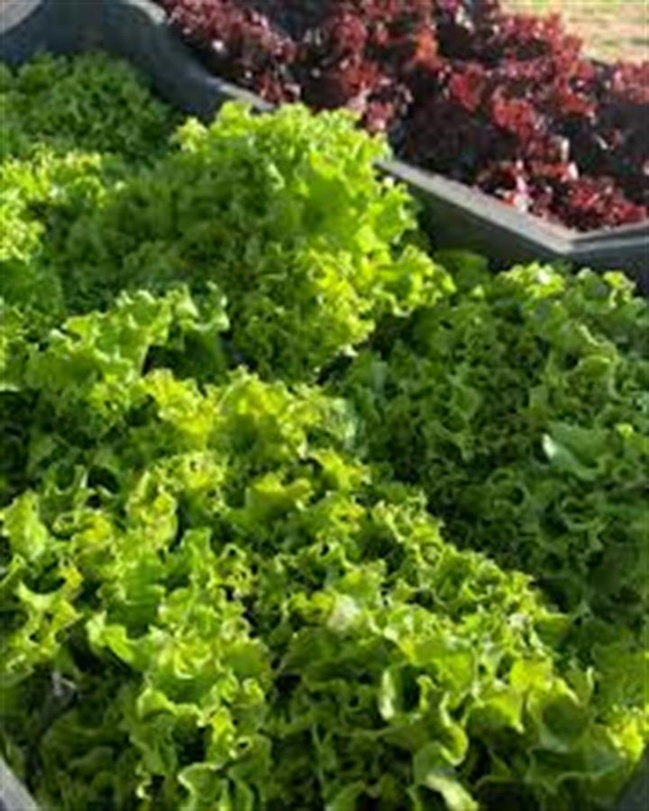 Lechuguin Verde x 6 Unidades $12600- $2100 cada uno